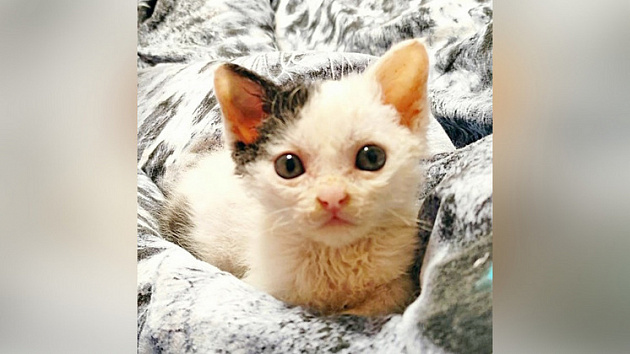 Котёнку без лапки ищут заботливых хозяев в Новосибирске