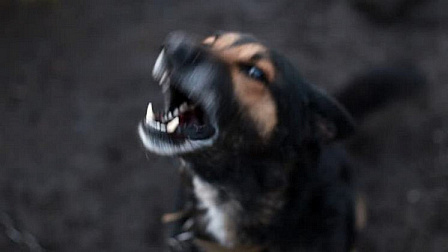 Главе СКР доложат о нападении стаи собак на ребёнка в Новосибирске