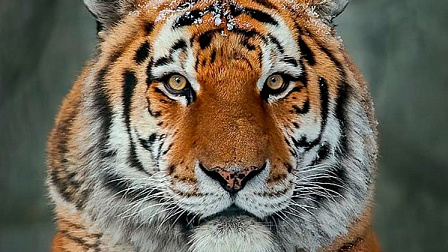 В новосибирском зоопарке скончался амурский тигр Максимус