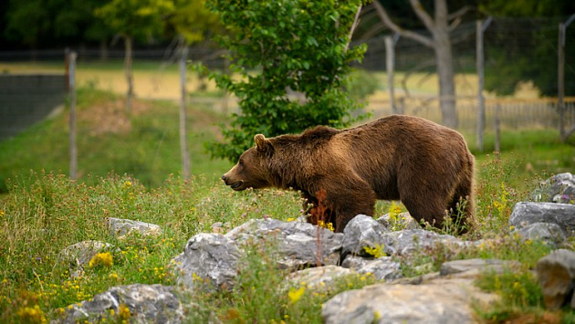 Новость о разрытой медведем могиле на кладбище Новосибирска оказалась фейком