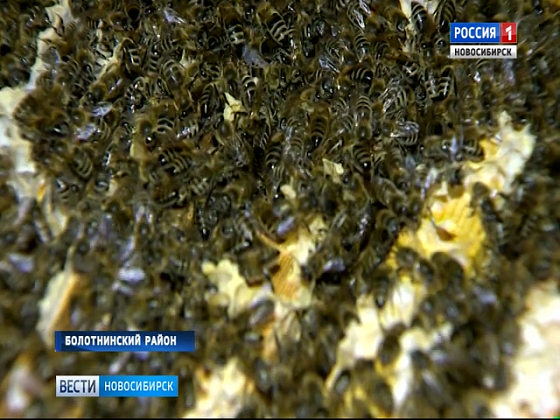 Новосибирские пчеловоды рассказали о массовой гибели пчел