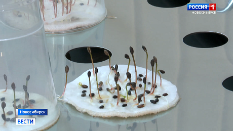 ВЕСТИ Новосибирск