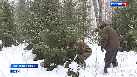 ВЕСТИ Новосибирск