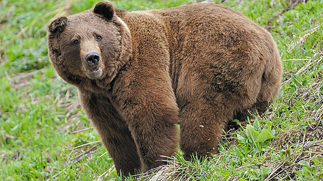 Жители Новосибирской области заметили на дороге медведя
