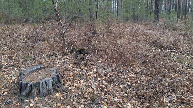 На 65 миллионов рублей нарубил незаконно леса новосибирец