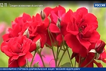 «Дача»: раскрываем розы после зимы