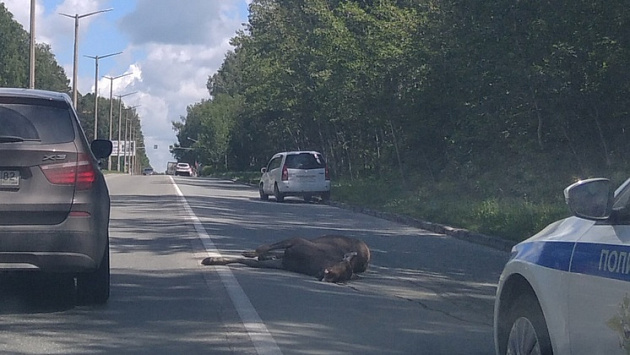 В новосибирском Академгородке автомобилист сбил насмерть лося