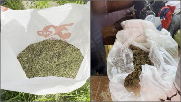 Новосибирцу грозит лишение свободы за хранение конопли на даче