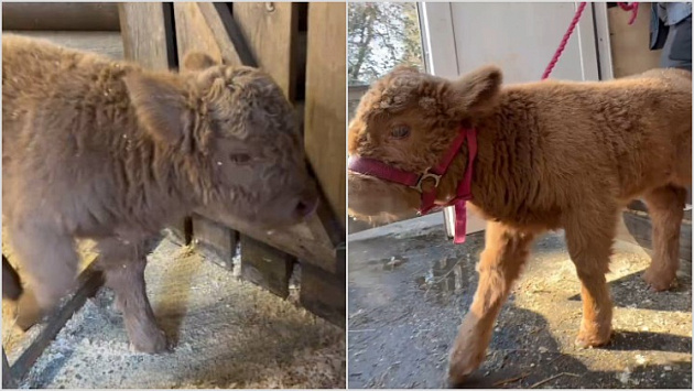 В новосибирском зоопарке шотландская корова Майя стала мамой