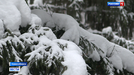 ВЕСТИ Новосибирск