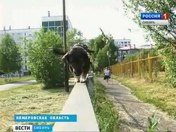 На юге Кузбасса живёт собака, которая с хозяйкой осваивает премудрости паркура