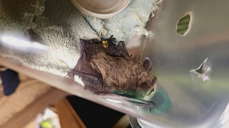 Новосибирские волонтёры спасают уникальную сибирскую ночницу