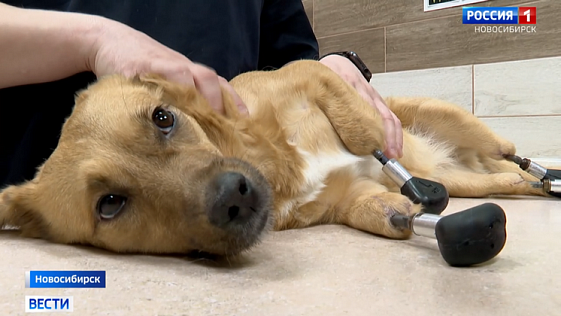 Пострадавшую от живодёров собаку-инвалида из Новосибирска отправят в приют Лондона