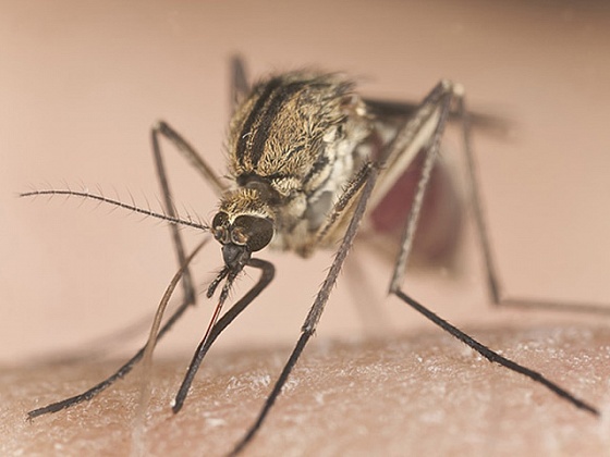 Квартиры Новосибирцев начали оккупировать комары