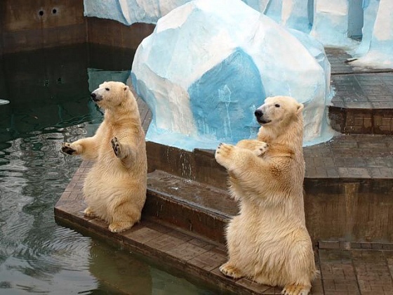 В Новосибирском зоопарке у белых медведей наступила зима