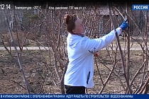 «Дача»: правильно обрезаем ветви фруктовых деревьев