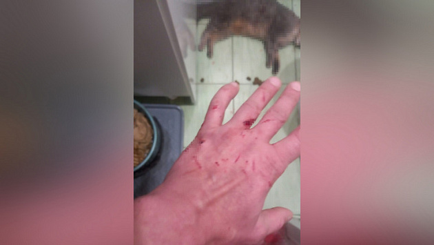 Новосибирец из мести убил кошку бывшей жены и прислал ей шокирующее фото трупа