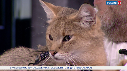 Во Всемирный день кошек «Вести Новосибирск» познакомились с необычными питомцами