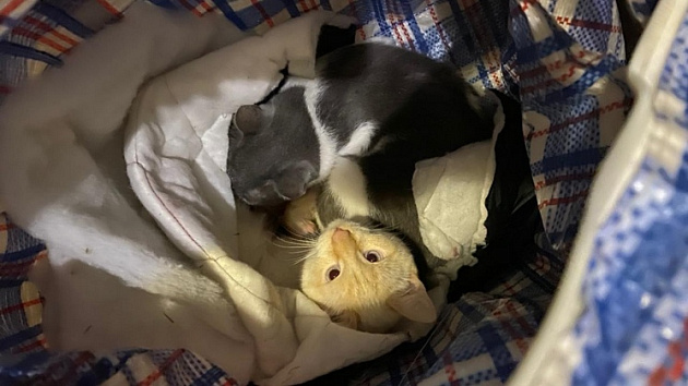 Под Новосибирском в сумке выбросили кошачью семью с рожающей кошкой