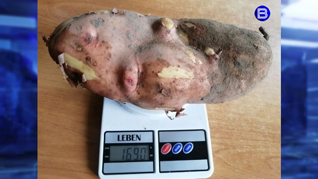 Новосибирский дачник вырастил картофель весом почти в два килограмма