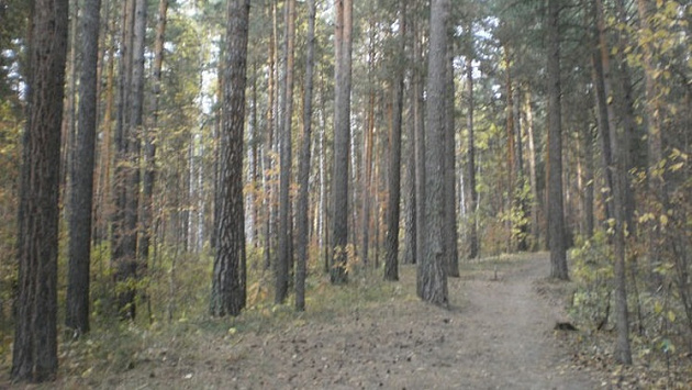 В лесу новосибирского Академгородка мужчина напал на девушку