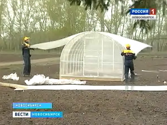 Инновационную теплицу решили выпустить в Новосибирске