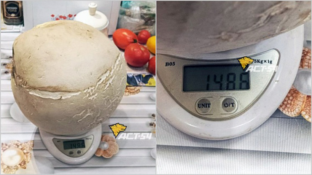 Новосибирский грибник нашёл дождевик-гигант весом почти полтора килограмма