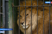 На ужасные условия содержания зверей в зоопарке пожаловались зоозащитники в Кемерове