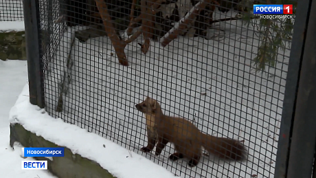 ВЕСТИ Новосибирск
