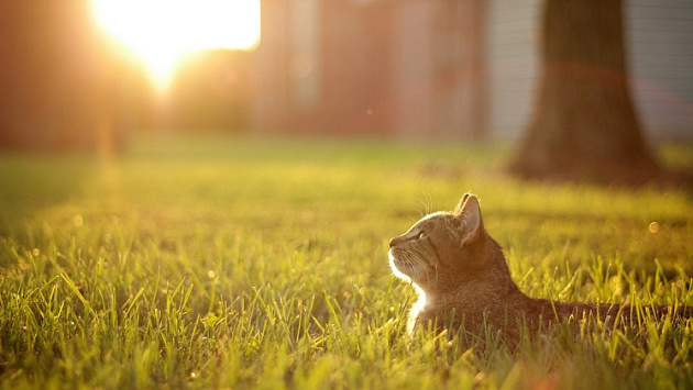 Потепление до +26 °С придёт в Новосибирскую область в первый выходной лета