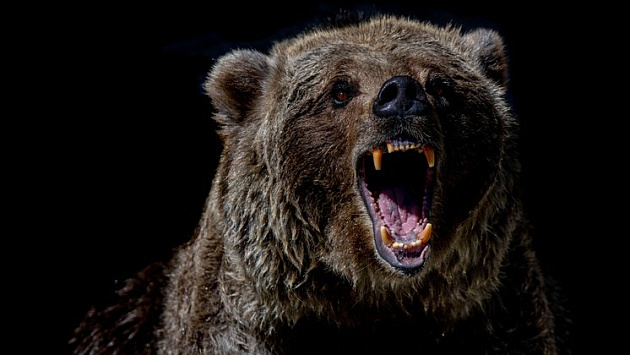 Под Новосибирском бурый медведь разорвал на части барана и свинью