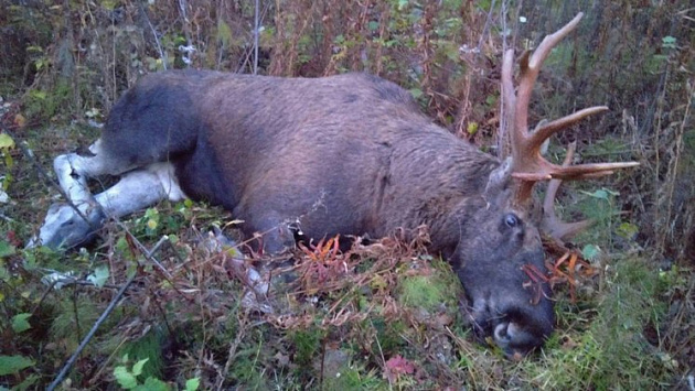 Новосибирский суд оштрафовал браконьера на 400 тысяч рублей за убийство лося