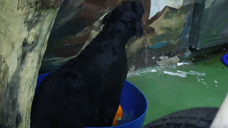 В новосибирском зоопарке ягуар Габриэль искупался в тазике с тыквами