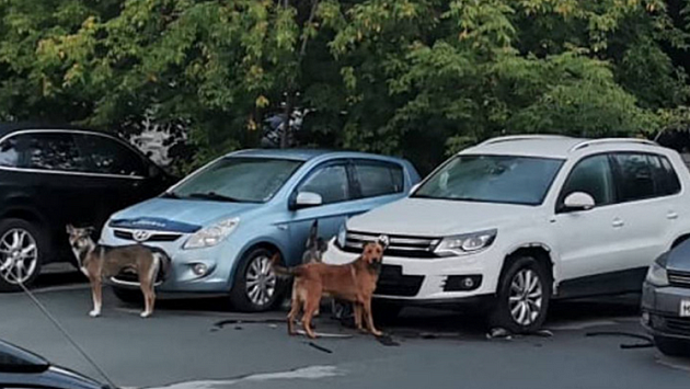 В Новосибирске собаки терроризируют автовладельцев на улице Есенина