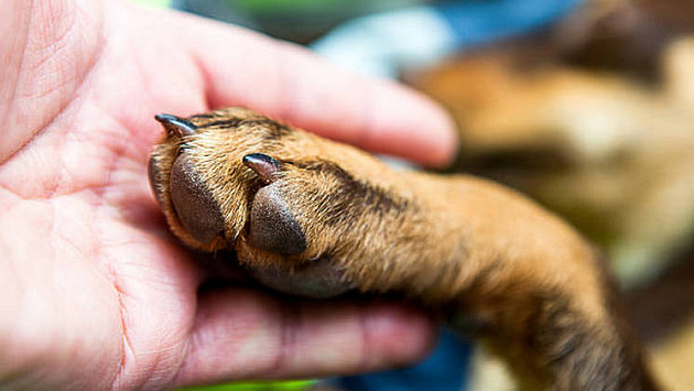 В Новосибирске собаку с раком носа спасли от жестоких хозяев