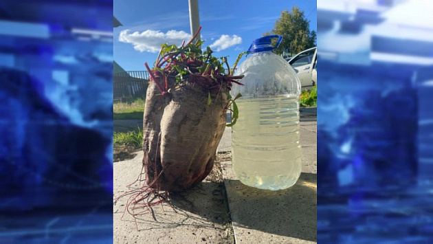 В Новосибирской области вырастили свёклу размером с пятилитровую бутылку