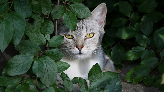 Тёплая погода сохранится в Новосибирской области на последней неделе лета