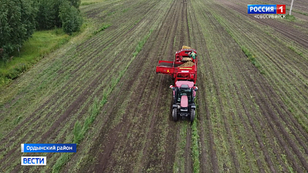К уборке раннеспелых сортов картофеля приступили аграрии в Новосибирской области