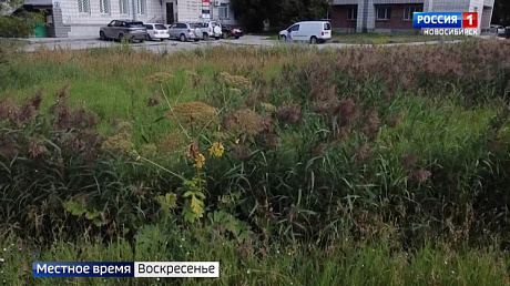 ВЕСТИ Новосибирск