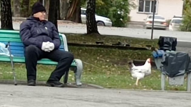 В Новосибирске мужчина выгуливал на поводке курицу