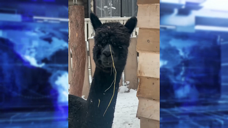 В новосибирском зоопарке поселилась двухлетняя самка альпаки