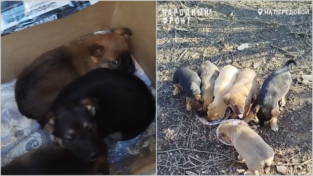 Новосибирские бойцы спасли и приютили 11 щенят в зоне СВО