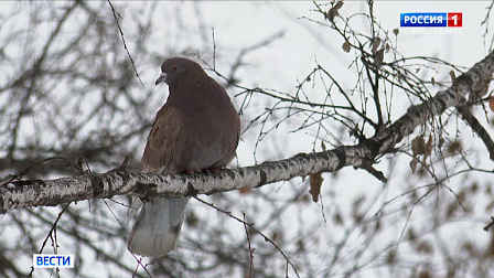 Снегопады и весенняя погода придут на смену холодам в Новосибирской области