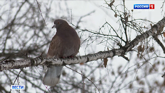 Снегопады и весенняя погода придут на смену холодам в Новосибирской области