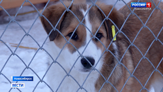 В Новосибирске открыли ещё один муниципальный приют для бездомных собак