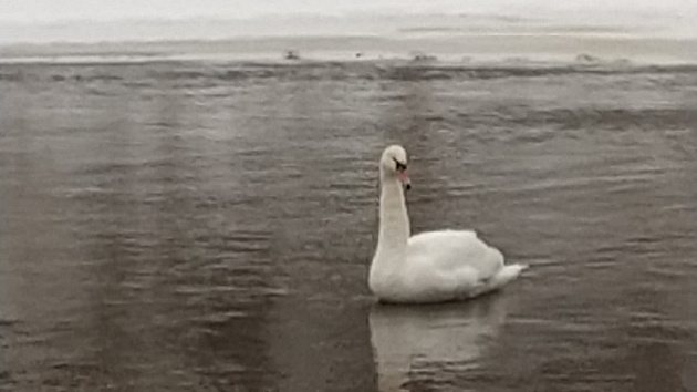 Спасение лебедей надпись. Сила лебедя. Спасает лебедя в казахстане. Лебедь. Зачем подрезают крылья лебедям.