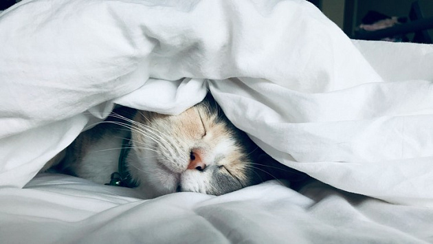 Жаркая дождливая погода установится в Новосибирской области с 23 по 27 июня