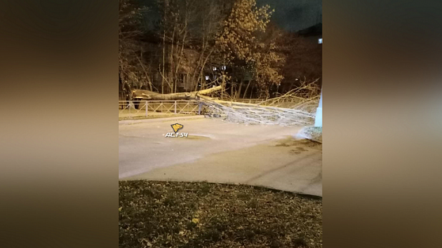 В Новосибирске сильный ветер повалил дерево на проезжую часть