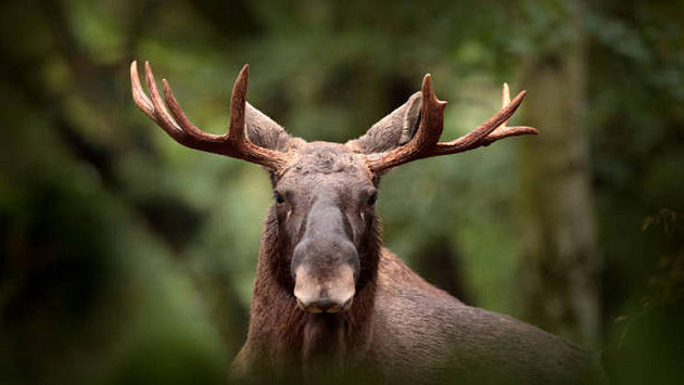 Новосибирский суд наказал экс-полицейского за незаконное убийство лося