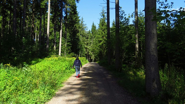 Руководителя новосибирского лесничества осудят за упавшее на пенсионерку дерево